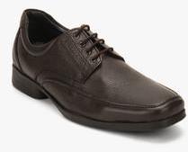 Alberto Torresi Brown Derby Formal Shoes men